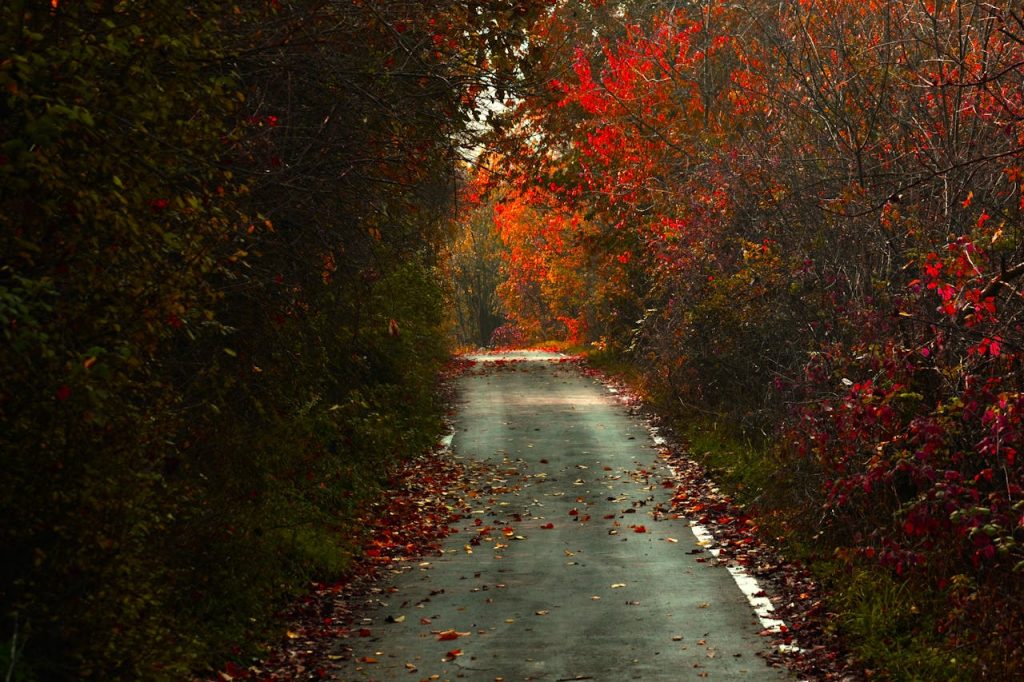 View of a Road between Autumnal Trees